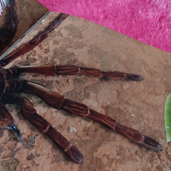 The complete guide to Deadly predators - Picture 4 of 6